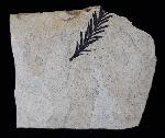 Metasequoia occidentalis CHANEY 1951 - Bild © FossNet FossilienStore